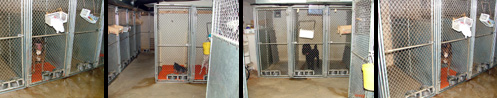 kennels-collage